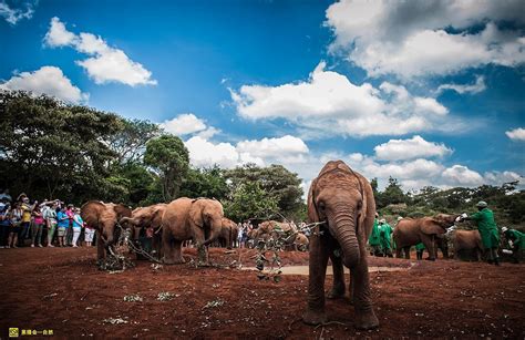 世界大象日在森林中生活的可爱小象素材图片免费下载-千库网
