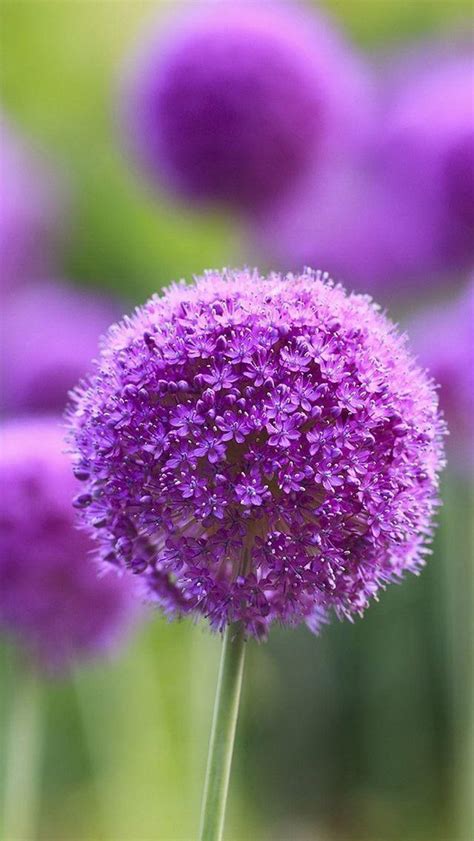 优美紫色花卉