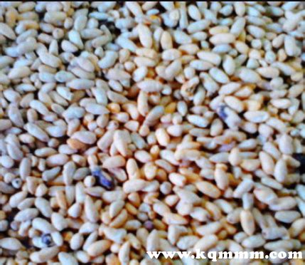 棉花籽的作用和副作用，吃棉花籽有什么好处 - 海淘族