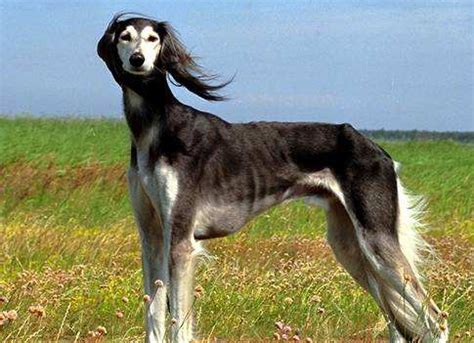 俄罗斯名犬,罗斯猎犬品种大全,罗斯名犬_大山谷图库
