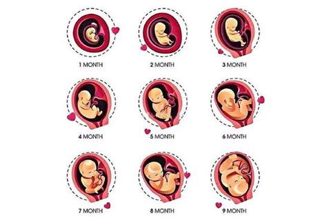 每月“胎儿发育及孕妈注意”大全表，贴心又实用
