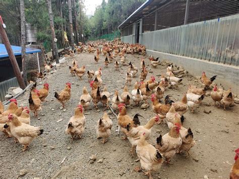 乡村养鸡场的鸡群高清图片下载-正版图片600929374-摄图网