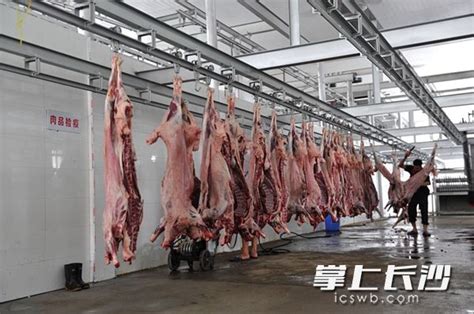 长沙首条牛羊屠宰标准生产线投产 “放心肉”再添安全防线-都市-长沙晚报网