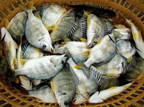 市场解码|鱼价涨销量增！春节带动一波水产涨价，但总体仍低于去年高点_四川在线
