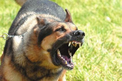 脾气“暴躁”的5种狗狗，不熟悉的人千万不要乱撸，小心它会咬你|狗狗|脾气|腊肠犬_新浪新闻