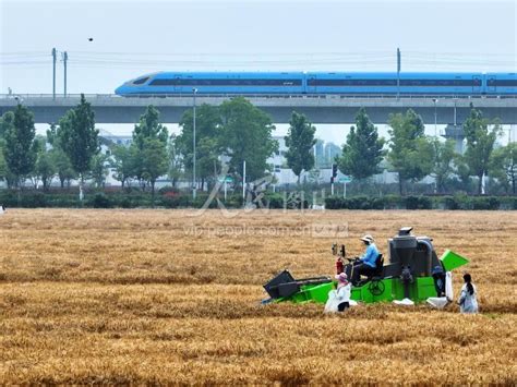 江苏扬州：“三夏”时节小麦收割忙-人民图片网