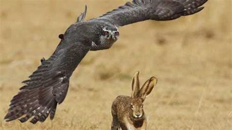 实拍老鹰抓兔子精彩瞬间 兔子成功逃脱追杀（图）_凤凰资讯