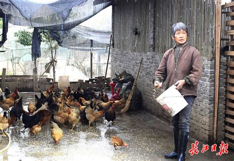 银川贺兰山福娃农场的鸡鸭农作物销售难 大家帮忙转发找销路_社会_长沙社区通
