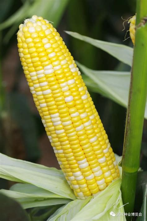 河南这几个玉米新品种亩产都超过2000斤,2021年种植的首选品种|玉米|亩产|籽粒_新浪新闻