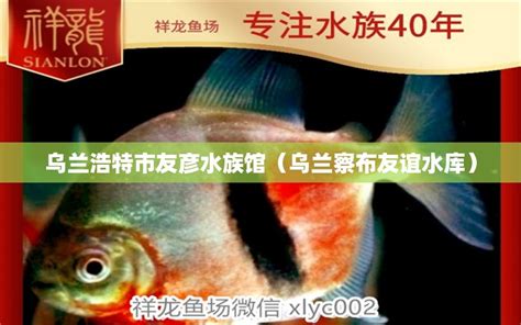 高背打卡 - 广州龙鱼批发市场 - 广州观赏鱼批发市场