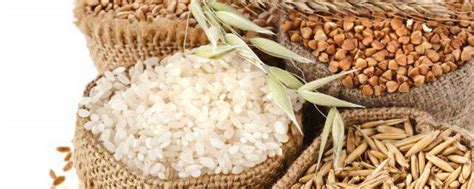 稻麦黍菽稷分别是指哪些农作物 - 匠子生活