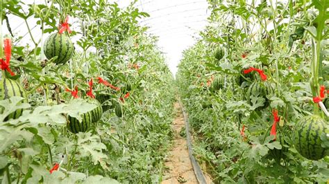 特色农产品蔬果高清图片下载-正版图片600169002-摄图网
