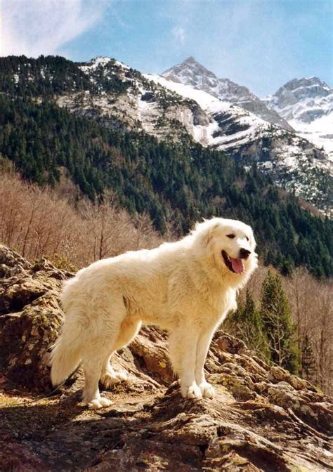 冬天森林里的比利牛斯山犬高清图片下载-正版图片503064545-摄图网