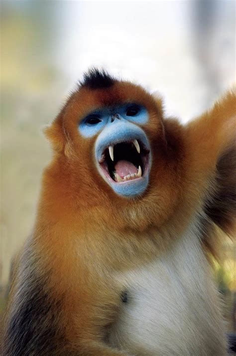 被列为极度濒危物种 我国境内怒江金丝猴数量增至200余只_深圳新闻网