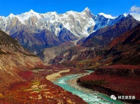 西藏林芝将特色农牧业作为助力乡村振兴主导产业__财经头条
