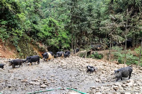 藏香猪养殖环境 - 藏香猪引种首选山东藏香天下