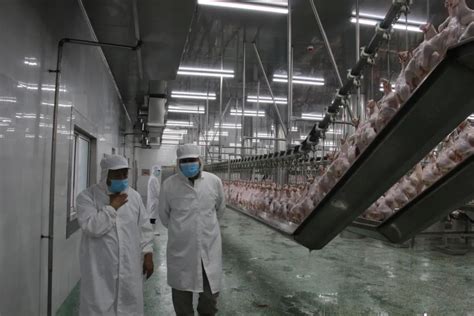 肉鸡养殖技术，鸡舍的场地选择 - 农敢网