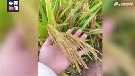 高产的杂交水稻, 为何后来农民都不种了? 反而去种常规水稻