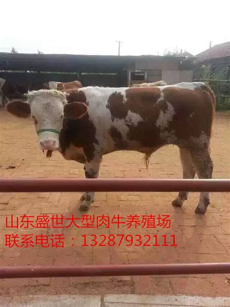 即使东北三省和通辽牛集全部开通，小牛的价格只会在短期内上涨__财经头条
