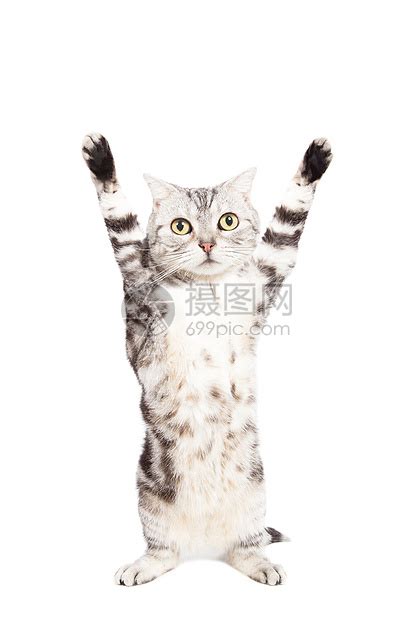 非主流猫站立头像