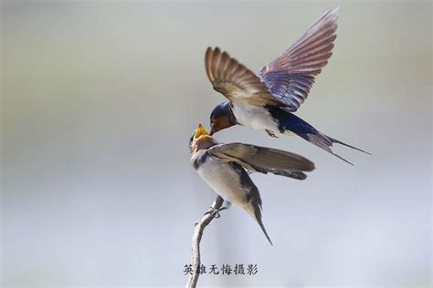 【小燕子摄影图片】上海郊区生态摄影_笑对人生_太平洋电脑网摄影部落