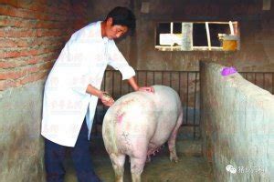 猪精液保存的质量不好，是什么原因导致的？_种猪_中国保健养猪网