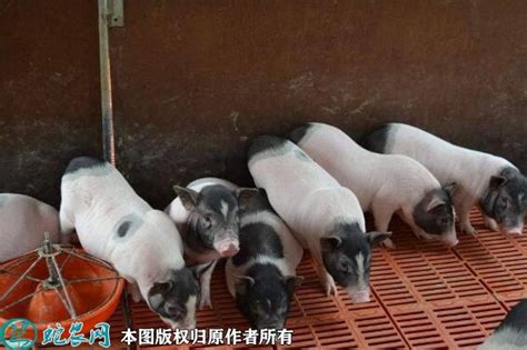 2018年中国生猪行业价格及能繁母猪存栏量分析（图）_观研报告网