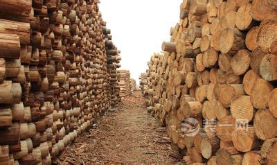 2013年我国进口木材市场回顾与展望_产品与服务_林产品信息_中国林产品有限公司