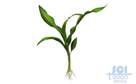 玉米植株图片