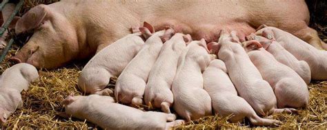 仔猪适宜的断奶时间，怎么判断适宜的断奶时间-农百科