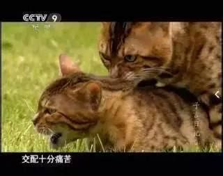 动物交配图图片