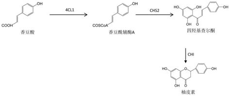 一种从头合成黄烷酮的三功能酶及其合成方法和应用