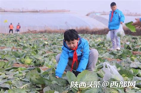 陕西泾阳县：研学旅游让孩子更亲近自然 - 西部网（陕西新闻网）