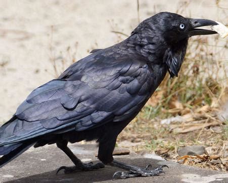 所有的乌鸦都是黑的吗，乌鸦的颜色有几种？
