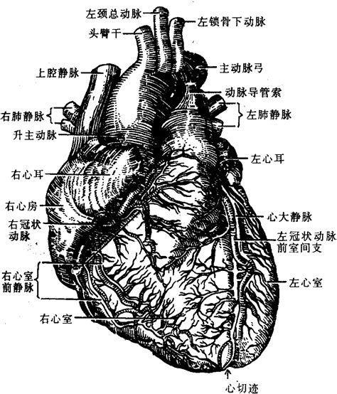 心脏的结构图图片