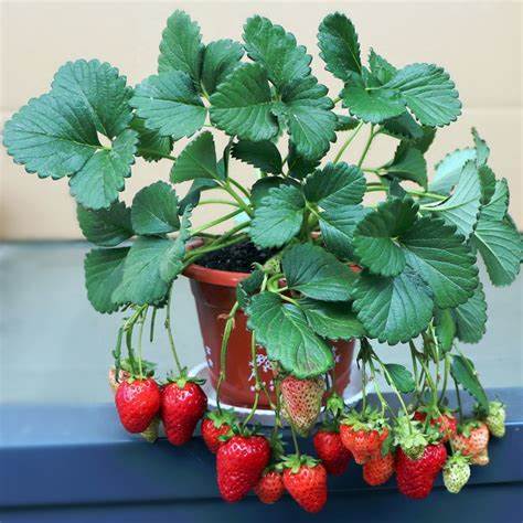 阳台花盆草莓种植方法全过程