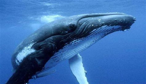 鲸鱼连呼吸都要浮出水面，它们在海里怎么睡觉？不会被憋死吗？ | 说明书网