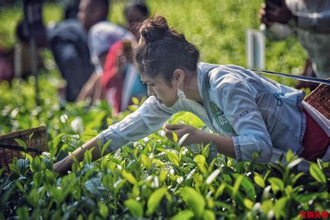 “中国传统制茶技艺”申遗成功：茶叶之路亦是文化传播之路凤凰网江苏_凤凰网