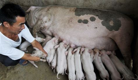 母猪产后，间隔1-2天又产死胎出来，养猪人遇到过吗？|母猪|死胎|胎衣_新浪新闻