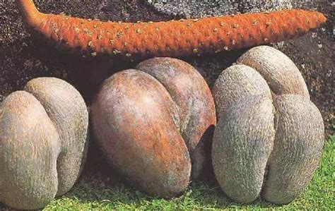 男根与肥臀：海椰子种子为什么长那么大？----中国科学院昆明植物研究所