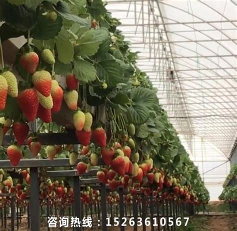 无土栽培草莓立体种植 ，选择“蔬乐管”！-江苏荣诚农业科技发展有限公司