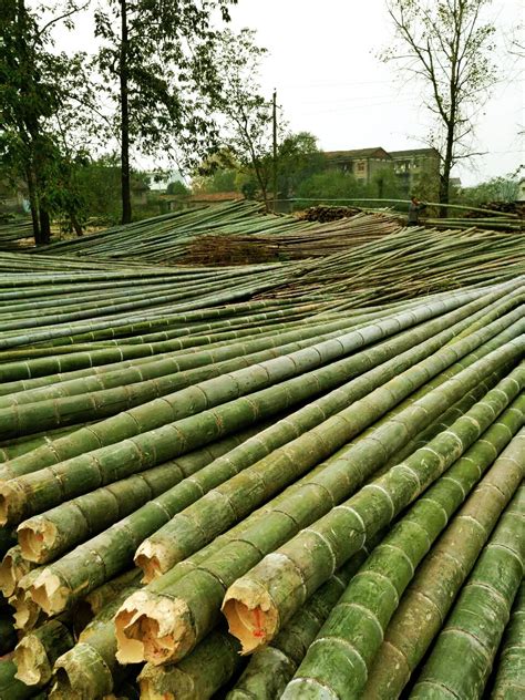 龙竹厂家供应批发优质楠竹工艺制品 时尚美观 八托创意小灵芝花架-阿里巴巴