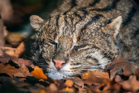 渔猫是种什么样的猫（生活在红树林的猫科动物渔猫） - 胖萌舍宠物网