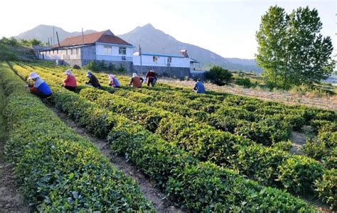 “L10”之茶旅融合基地 | 乐山这些茶园值得打卡！|于农|茶园|茶叶_新浪新闻