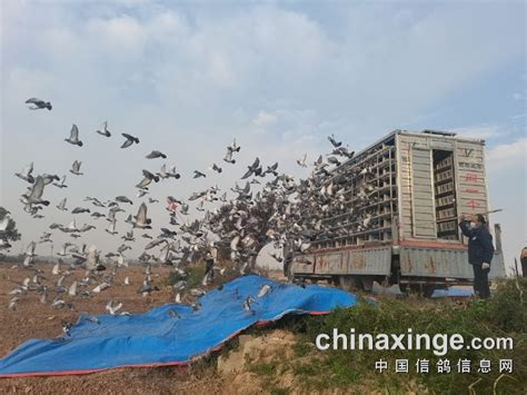 天津市蓟州金羽赛鸽公棚照片查看-中国信鸽信息网各地公棚