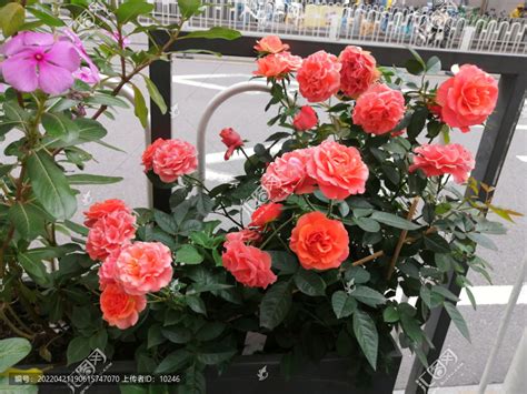 蔷薇花开，武汉这8大赏花地，即将惊艳江城！_摄图_位置_出口