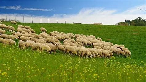 内蒙古草原羊群高清图片下载-正版图片501197554-摄图网