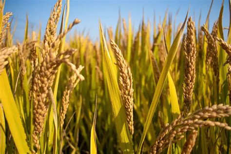 文汇网：水稻育种开启个性化“速达”时代，我国科学家开发出水稻基因定位导航系统