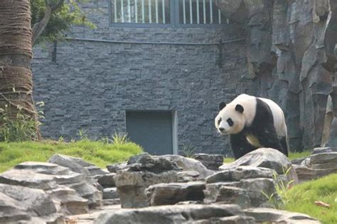 武汉动物园有大熊猫吗_旅泊网
