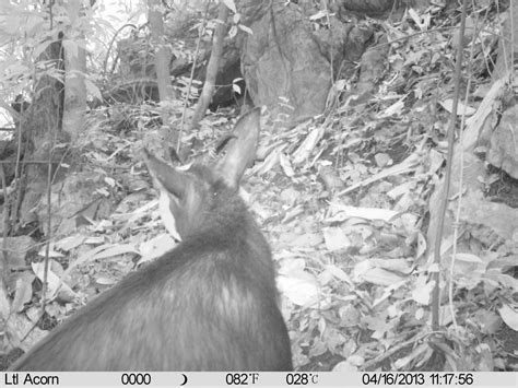 中华鬣羚20130416 - 专题库 - 国家动物标本资源共享平台